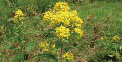 美ヶ原高原美術館 美ヶ原高原の花々